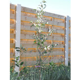 Hout beton schutting Budget