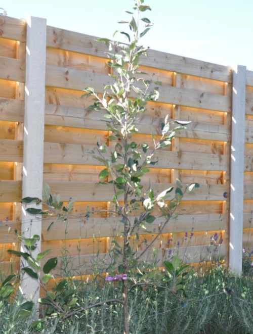 Hout beton schutting Budget