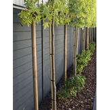 Beton schutting - Enkelzijdig - 231 cm hoog