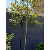 Beton schutting - Enkelzijdig - 231 cm hoog