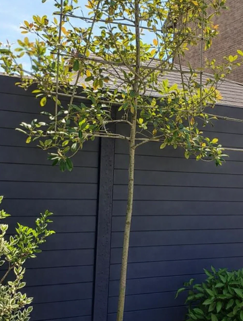 Beton schutting - Enkelzijdig - 231 cm hoog