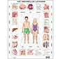 Puzzle Larsen Maxi Human Body Junior - carton - 35 pièces