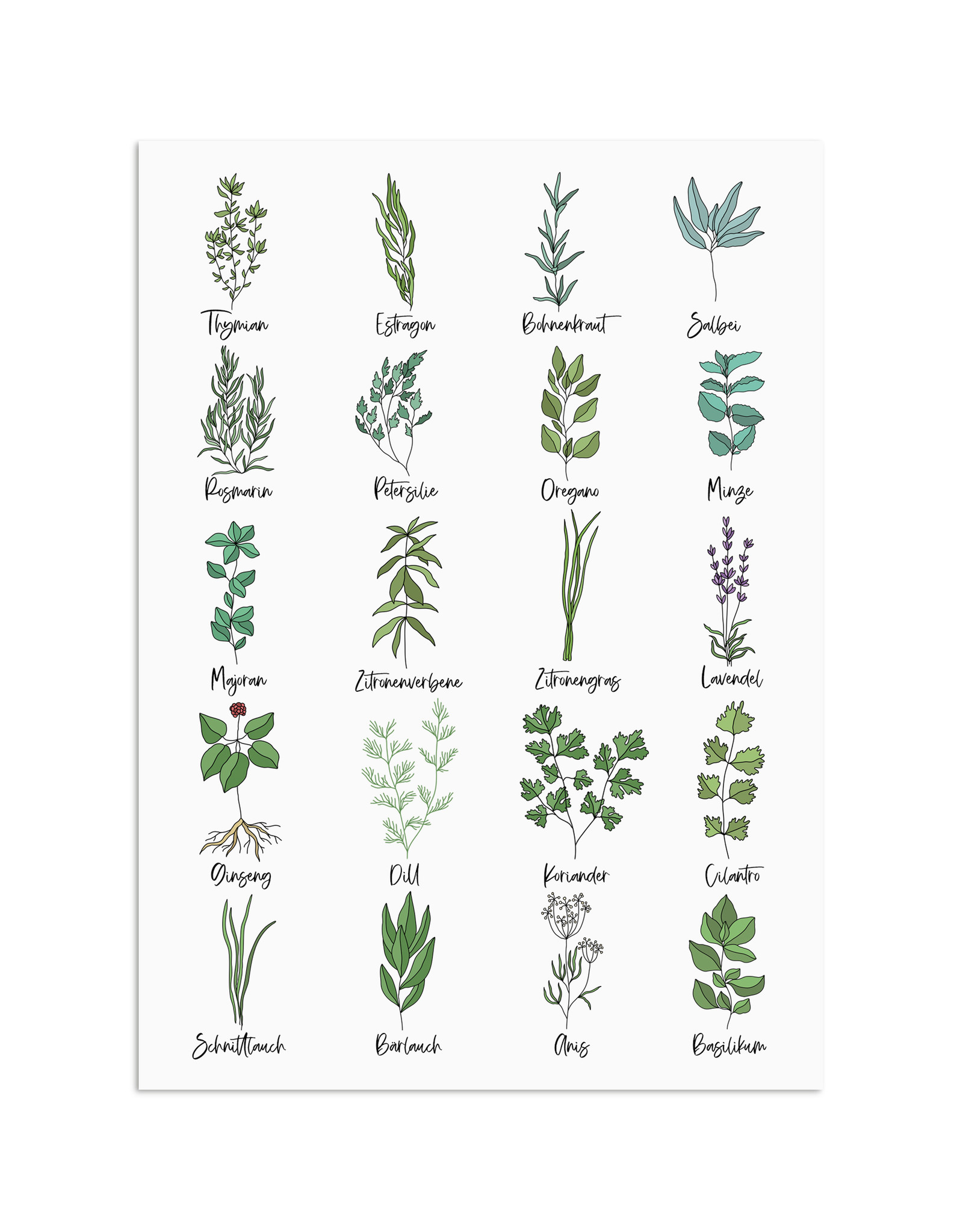 Postkarte Küchenkräuter Grußkarte Kräuter