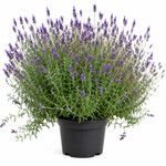 Lavendel (groot)
