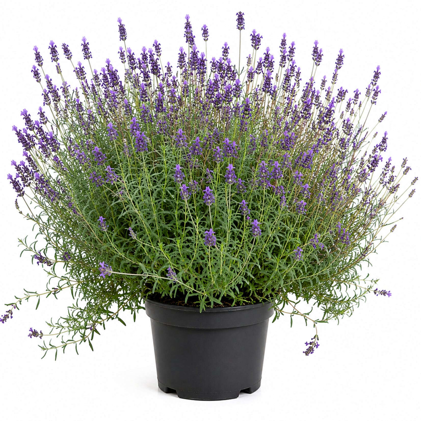 Lavendelplant van De WIJdehorst