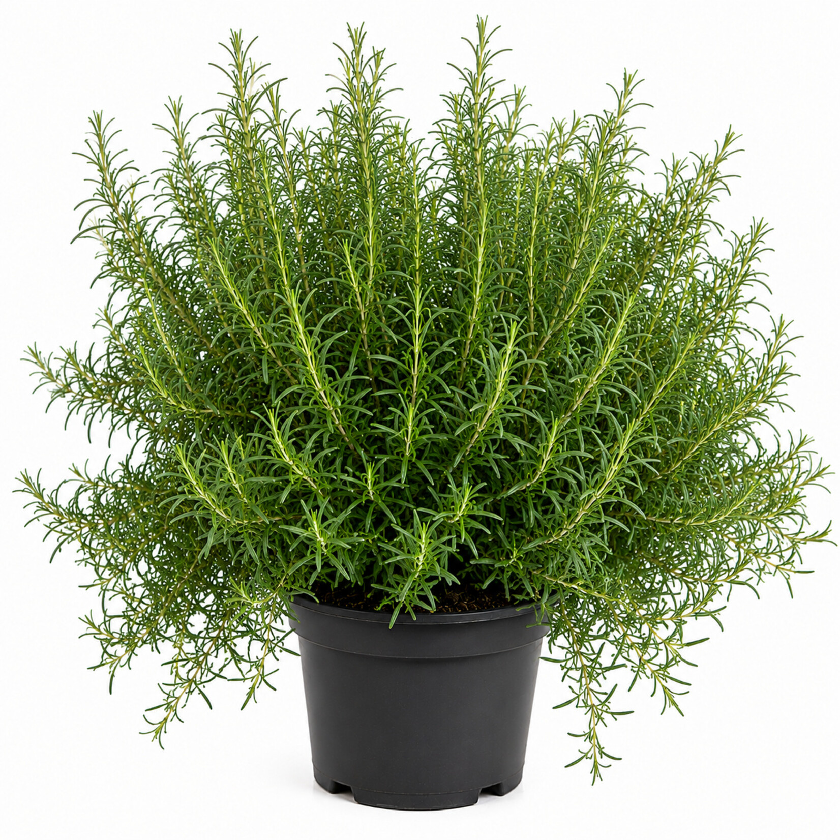 Rozemarijnplant van De WIJdehorst