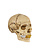 Supreme 4D Model Human Skull