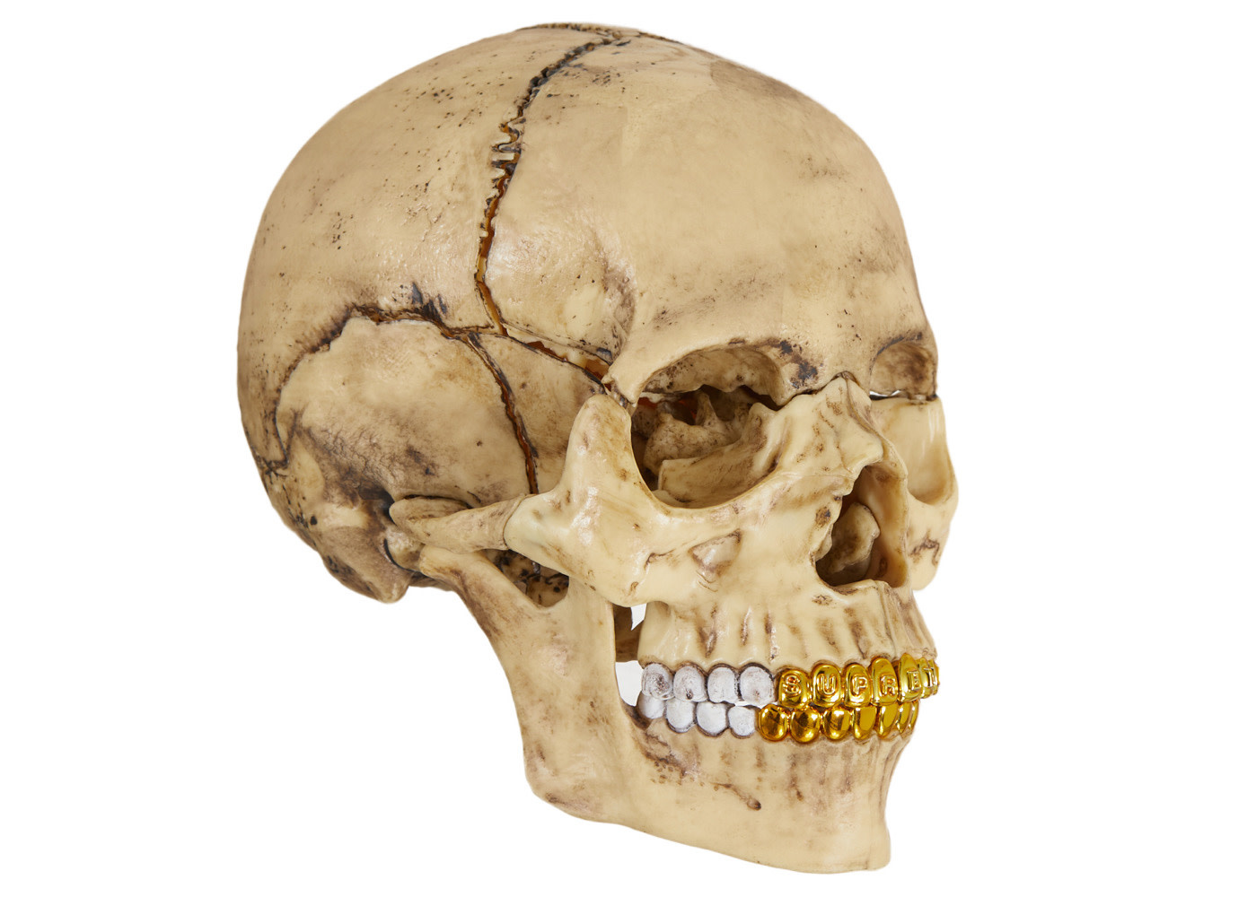 4D Model Human Skull - Frontstreet