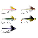 Black Bay Blackbug Beetle Junior