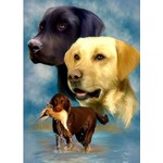 3 Labradors met verschillende kleuren