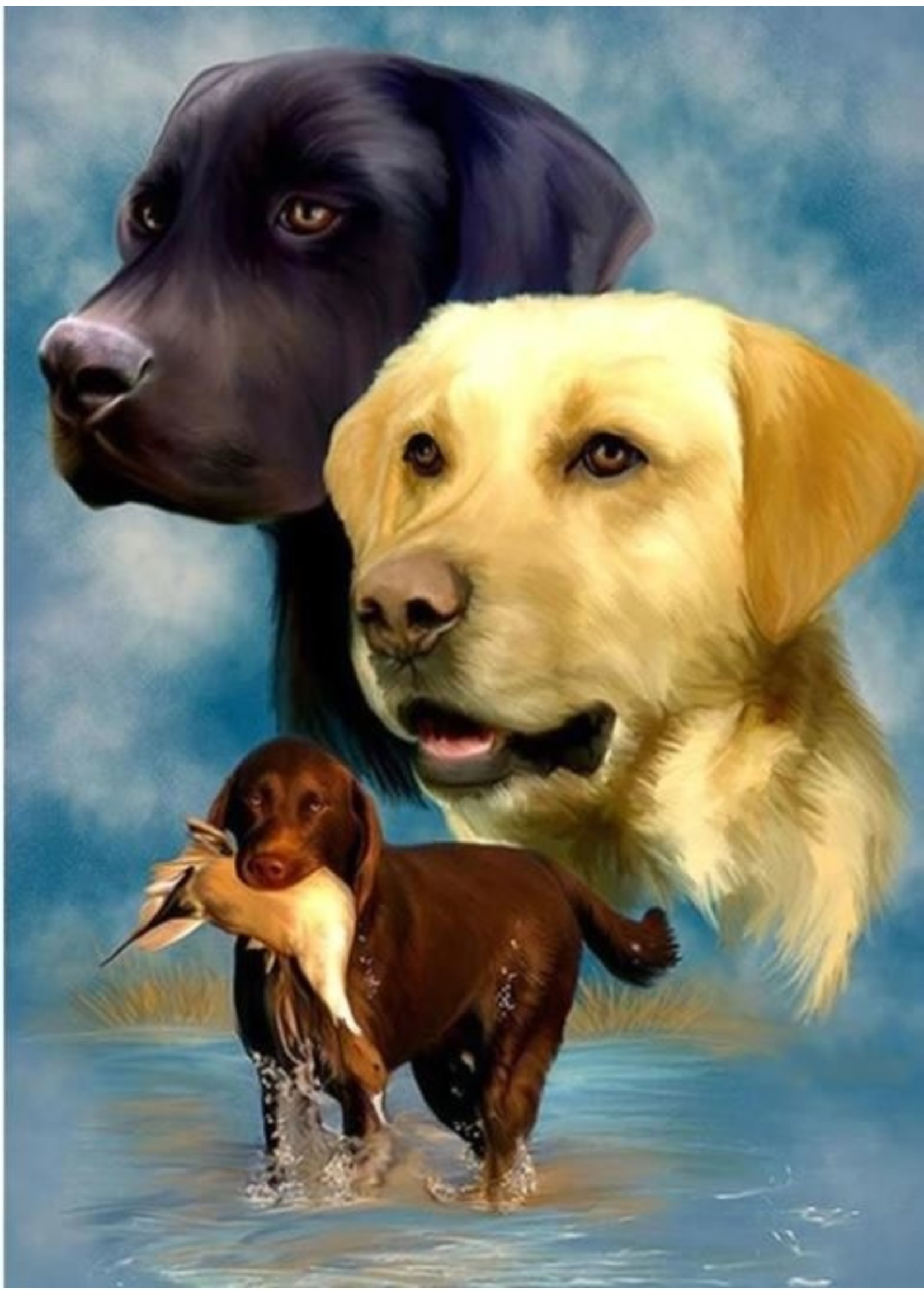 3 Labradors met verschillende kleuren