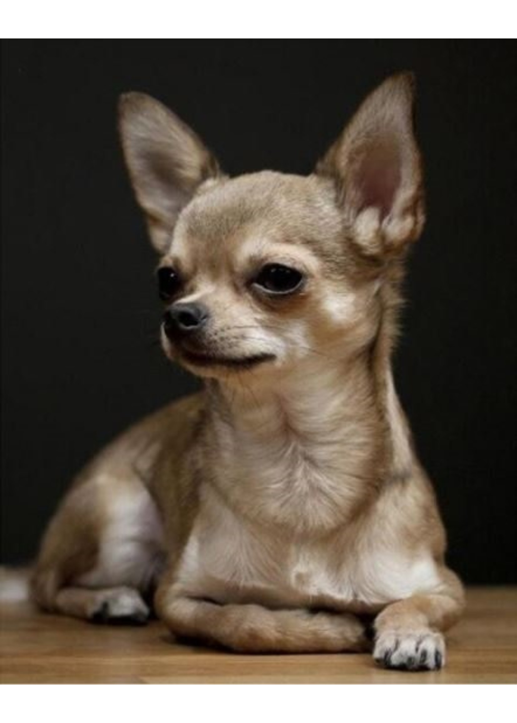 Chihuahua