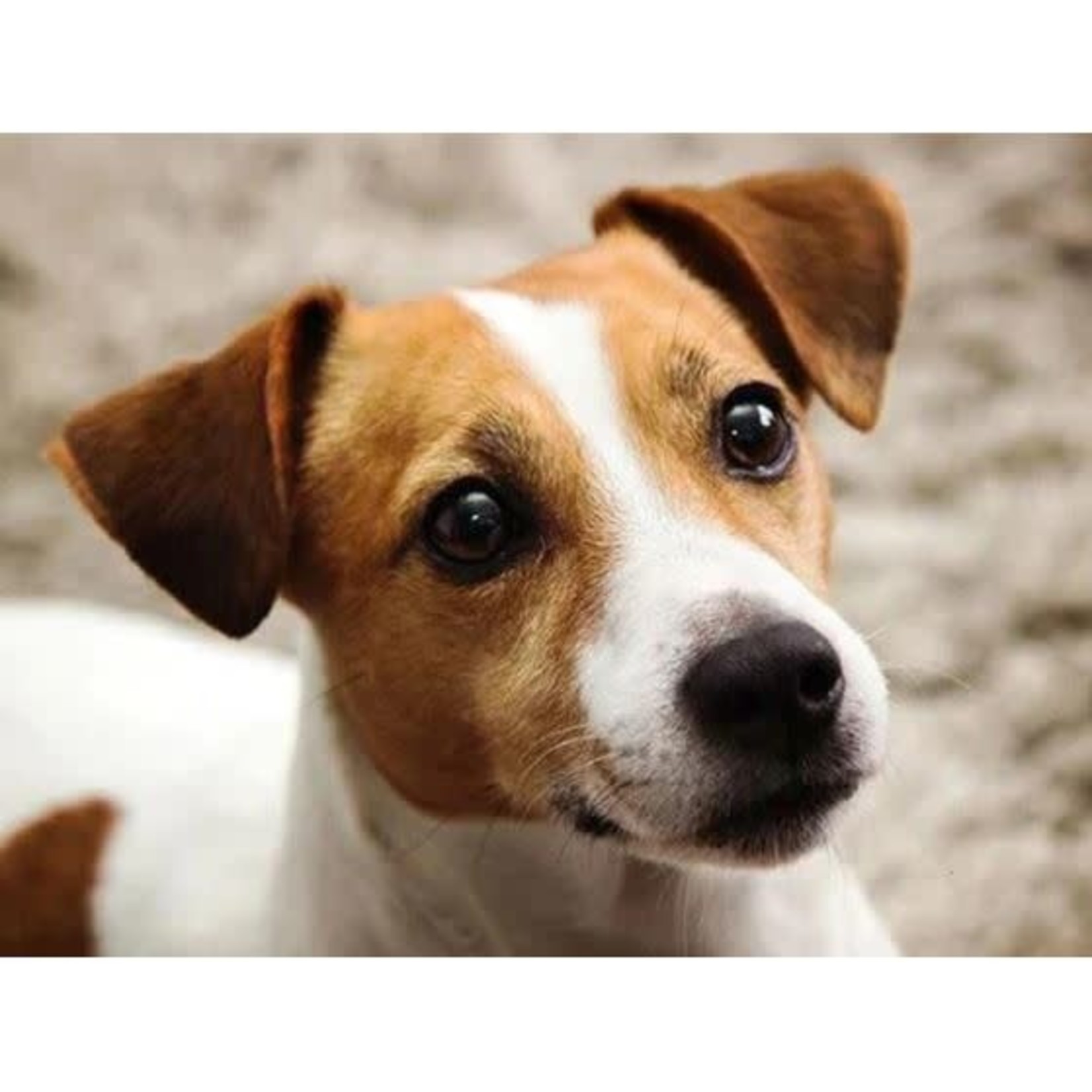 Jack Russel