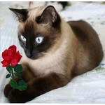 Siamese kat