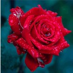 Rode roos met regendruppels
