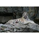 Witte tijger liggend in grot