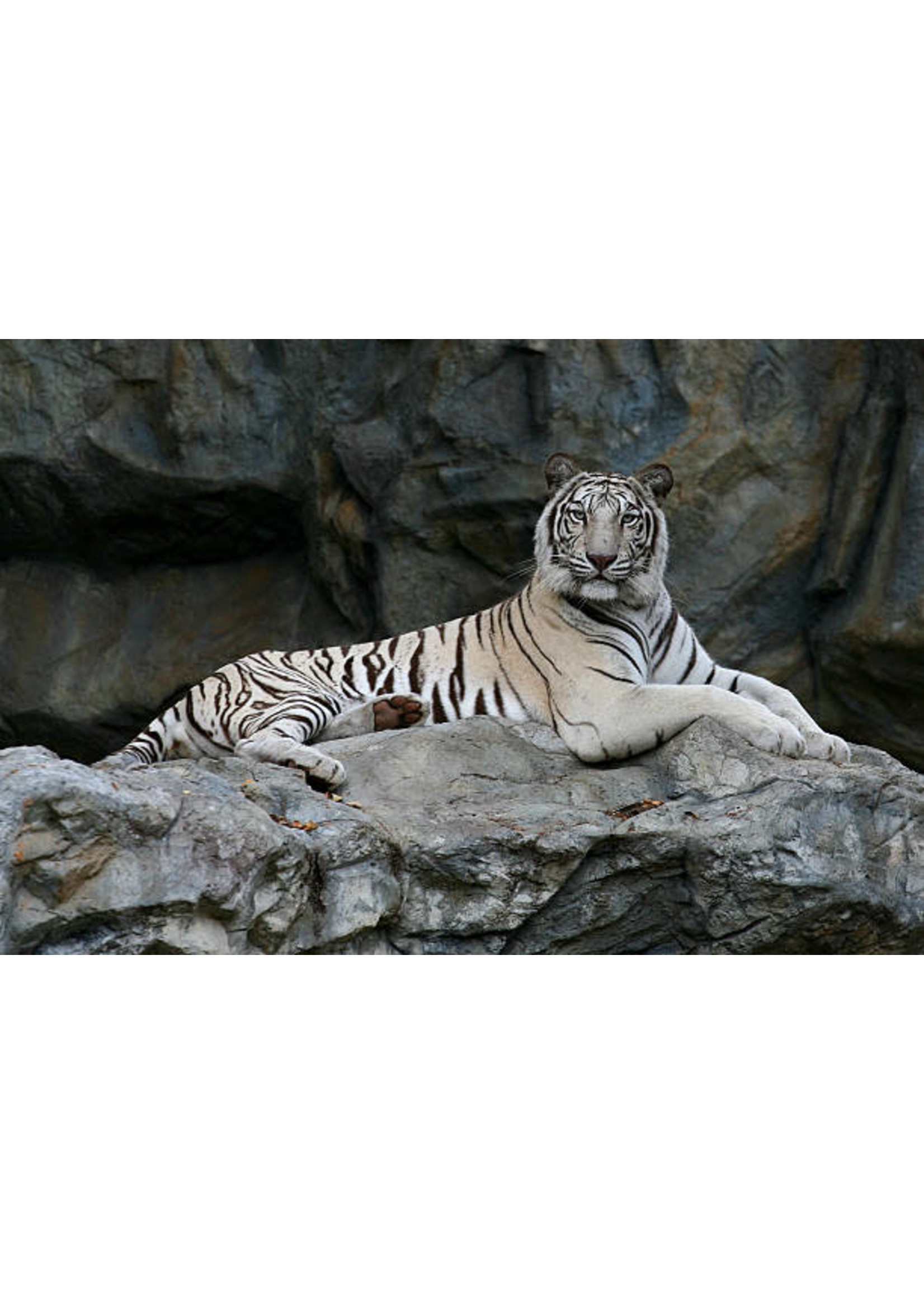 Witte tijger liggend in grot
