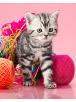 Kitten spelend in wol