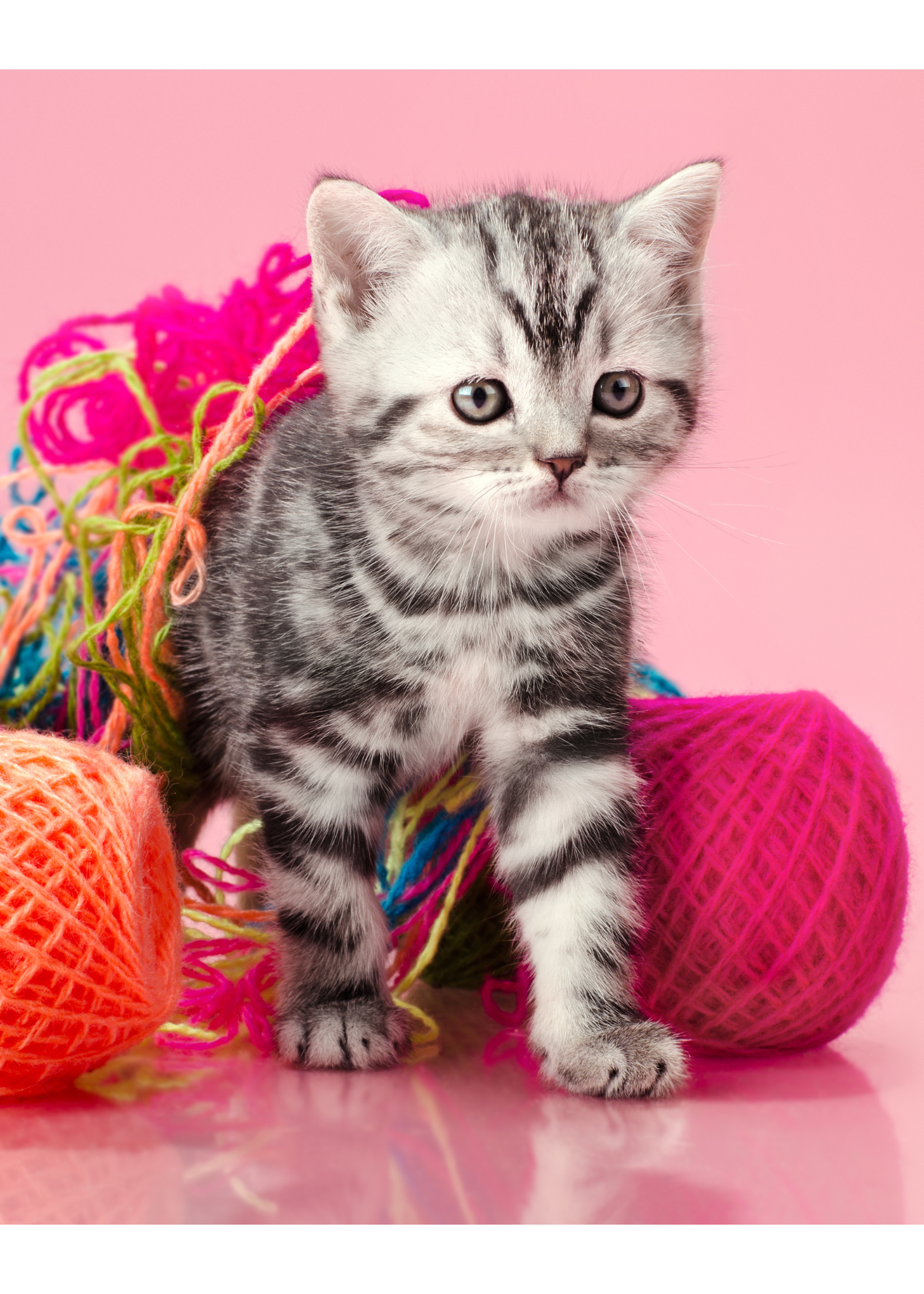 Kitten spelend in wol