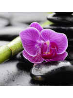 Orchidee op stenen
