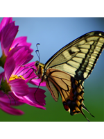 Vlinder op bloem