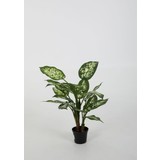 Dieffenbachia Cabdida – 45 cm Dieffenbachia Cabdida – 45 cm