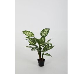 Dieffenbachia Cabdida – 45 cm Dieffenbachia Cabdida – 45 cm