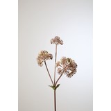 Angelica Angelica