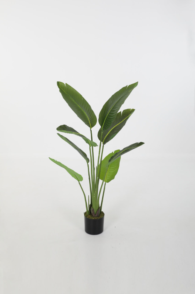 Strelitzia – 120 cm Strelitzia – 120 cm