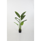 Strelitzia – 120 cm Strelitzia – 120 cm