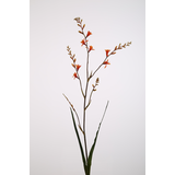 Crocosmia 99cm Crocosmia 99cm