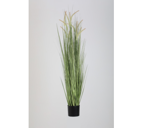 Dogtail Grass – 150 cm Dogtail Grass – 150 cm