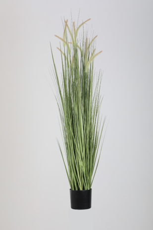 Dogtail Grass – 150 cm Dogtail Grass – 150 cm