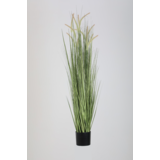 Dogtail Grass – 120 cm Dogtail Grass – 120 cm