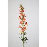 Snapdragon Single Stem 81cm Snapdragon Single Stem 81cm