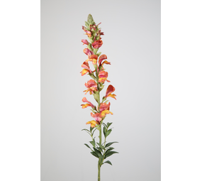 Snapdragon Single Stem 81cm Snapdragon Single Stem 81cm