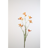 Kangaroo Paw Spray 96cm Kangaroo Paw Spray 96cm