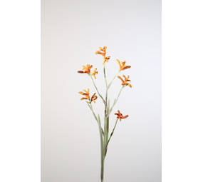 Kangaroo Paw Spray 96cm Kangaroo Paw Spray 96cm