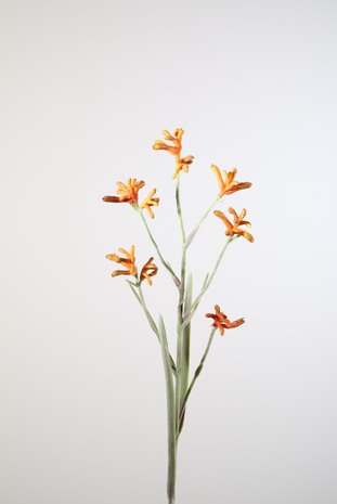 Kangaroo Paw Spray 96cm