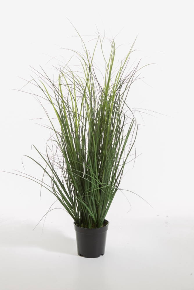 Curly Grass in Pot 64cm