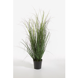 Curly Grass in Pot 64cm Curly Grass in Pot 64cm