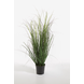 Curly Grass in Pot 64cm