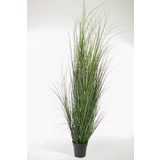 Curly Grass in pot 170cm Curly Grass in pot 170cm