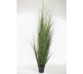 Curly Grass in pot 170cm