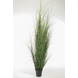 Curly Grass in pot 170cm