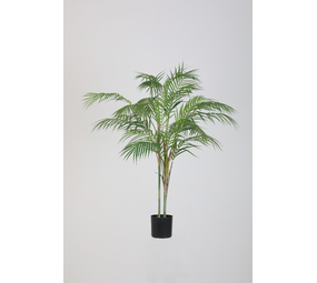 Areca Palm – 90cm Areca Palm – 90cm