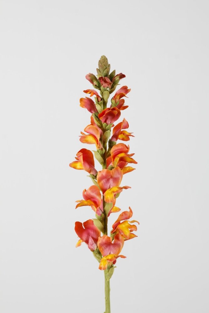 Snapdragon Single Stem - 75cm
