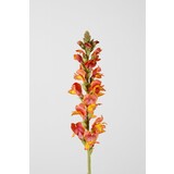 Snapdragon Single Stem - 75cm