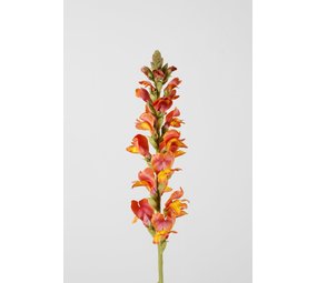 Snapdragon Single Stem - 75cm