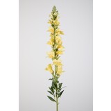 Snapdragon Single Stem - 81cm Snapdragon Single Stem - 81cm